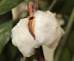 Cotton