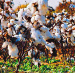 Cotton Field